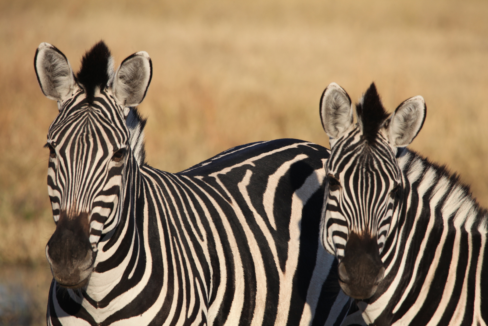 Moremi: Zebra (Equus Quagga).0279