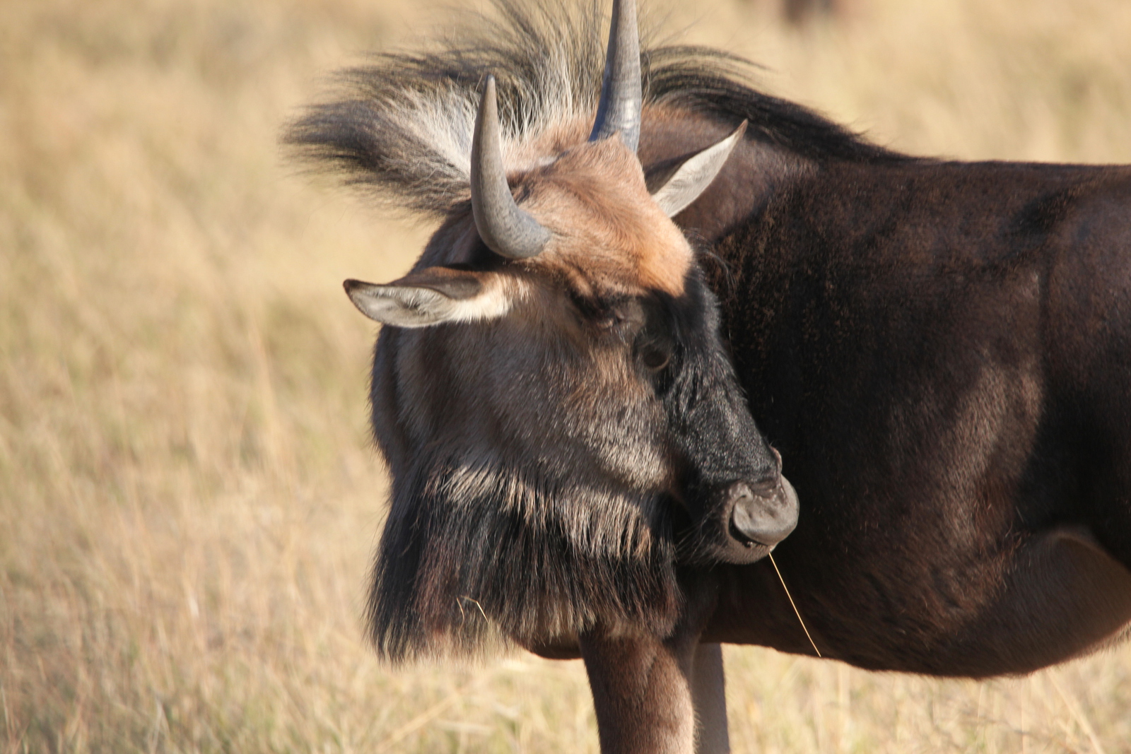 Moremi: Wildebeest (Connochaetes Taurinus ).0281