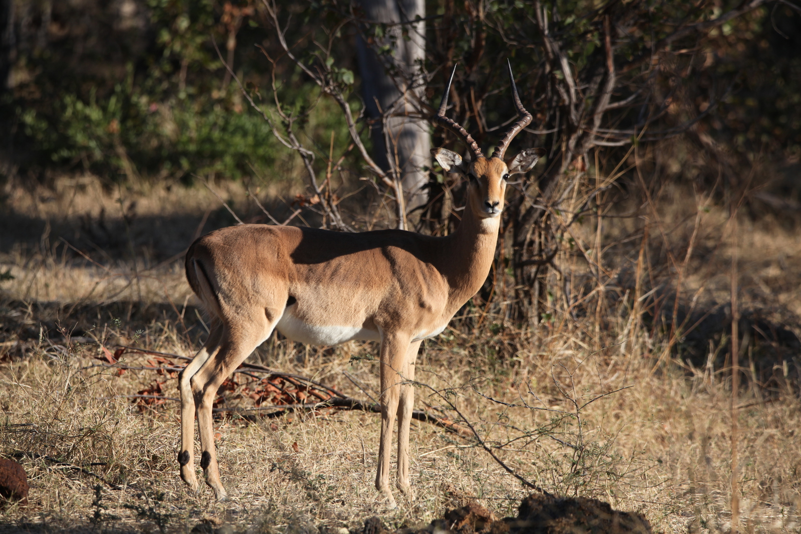 Moremi: Impala (Aepyceros Melampus).0309