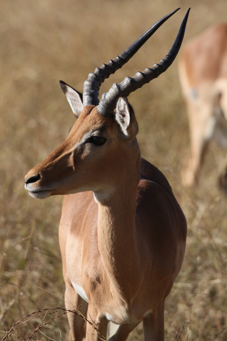 Moremi: Impala (Aepyceros Melampus).0405