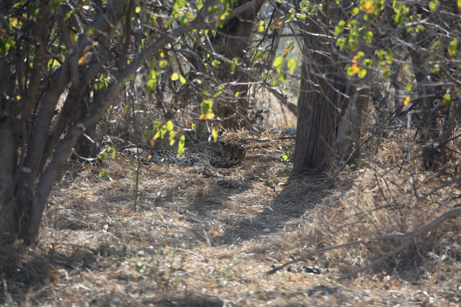 Moremi: Jachtluipaard (Acinonyx Jubatus).0316