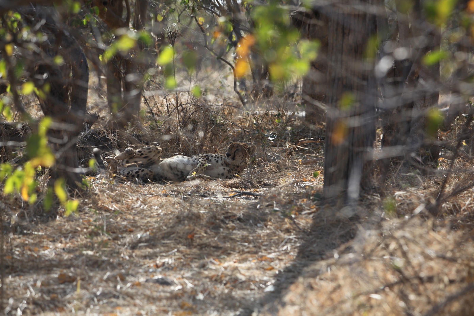 Moremi: Jachtluipaard (Acinonyx Jubatus).0342