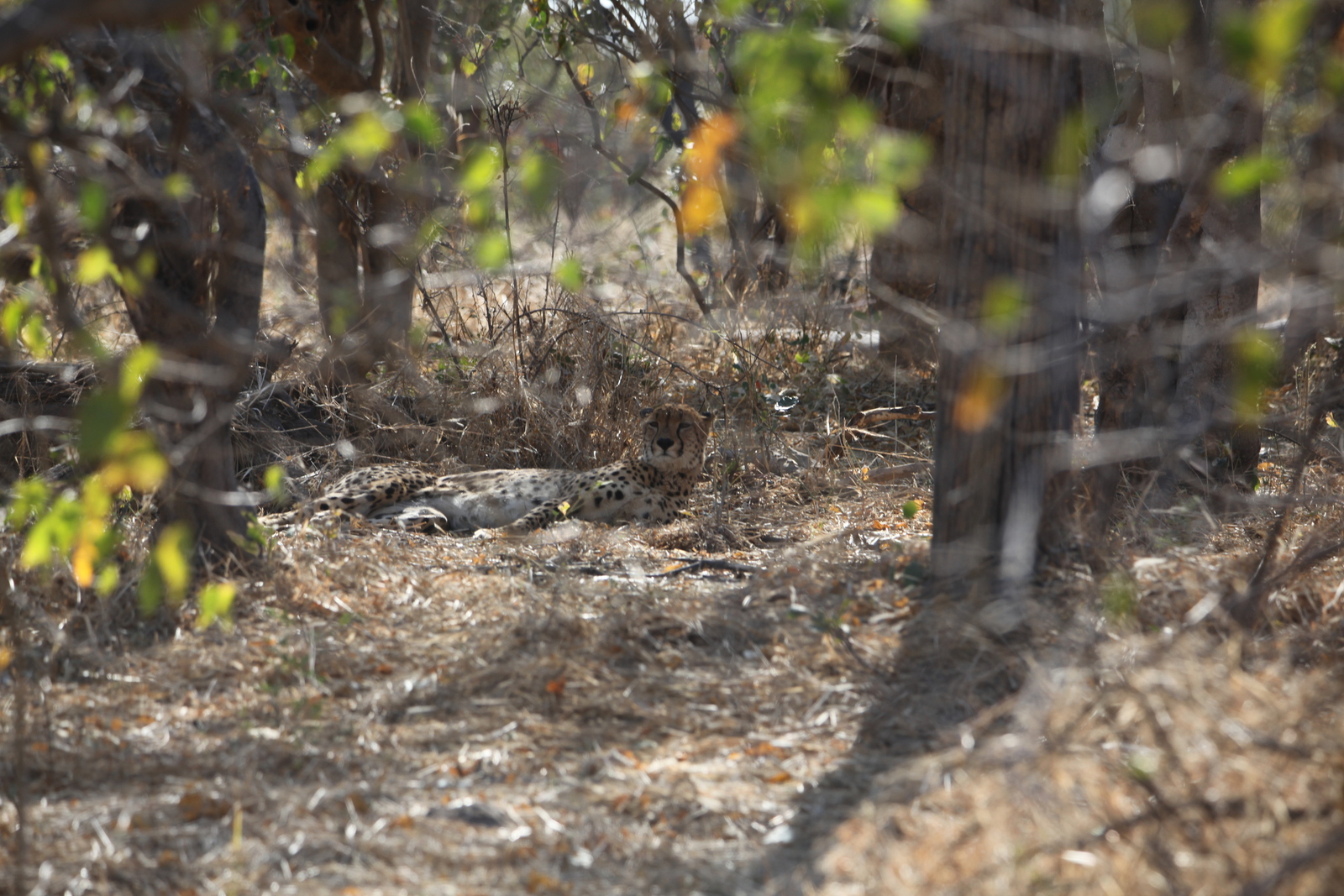 Moremi: Jachtluipaard (Acinonyx Jubatus).0345