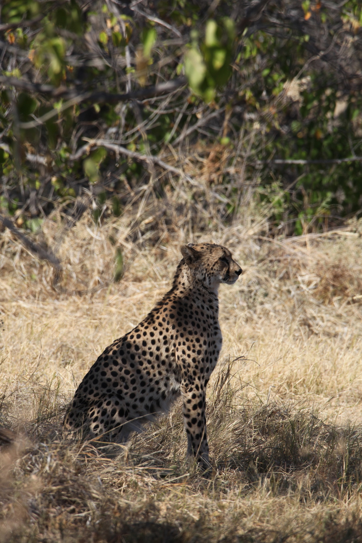 Moremi: Jachtluipaard (Acinonyx Jubatus).0356