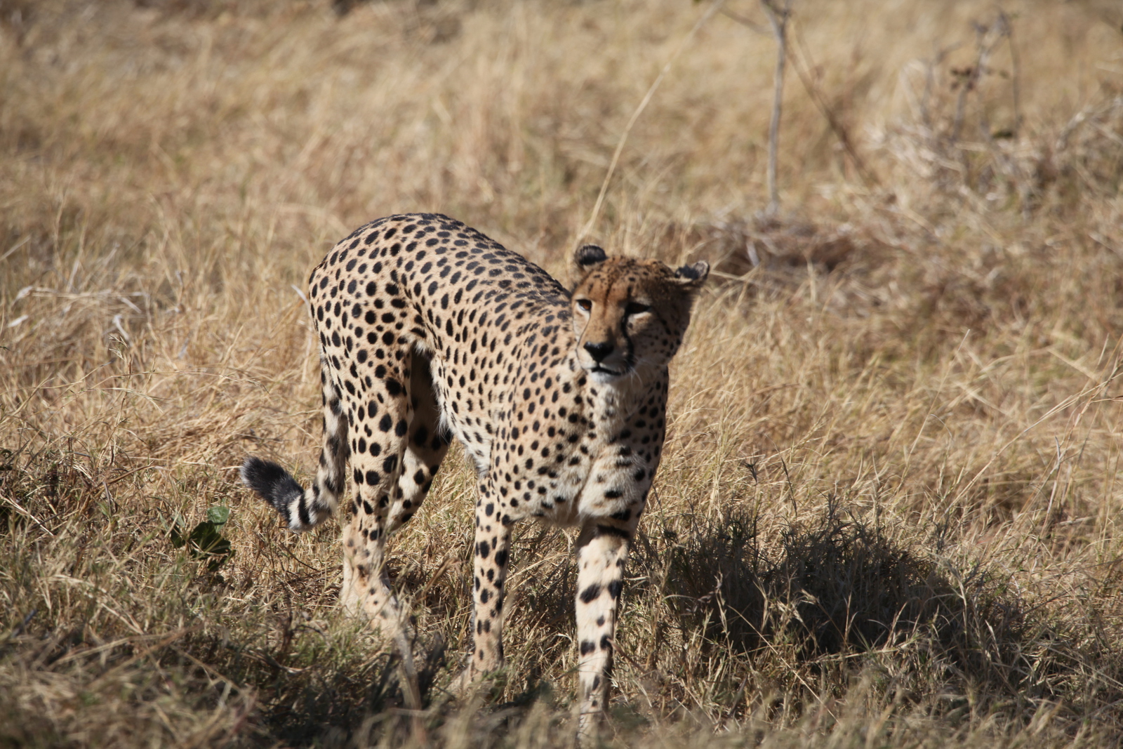 Moremi: Jachtluipaard (Acinonyx Jubatus).0360