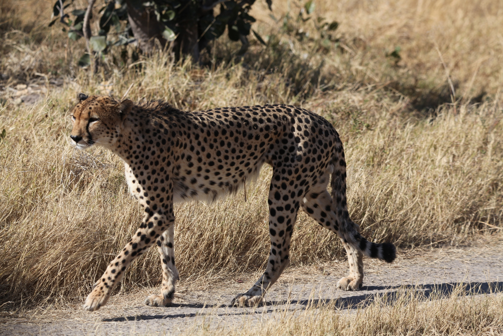 Moremi: Jachtluipaard (Acinonyx Jubatus).0364