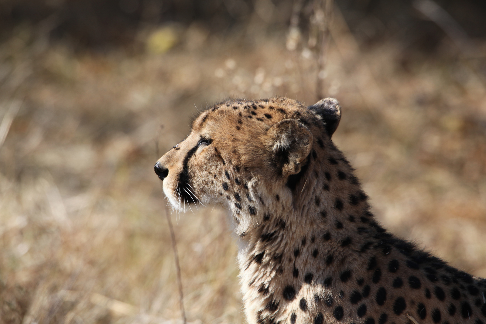 Moremi: Jachtluipaard (Acinonyx Jubatus).0368