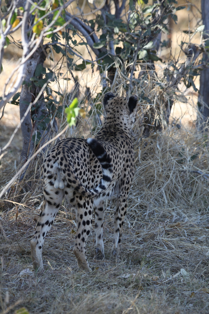 Moremi: Jachtluipaard (Acinonyx Jubatus).0373