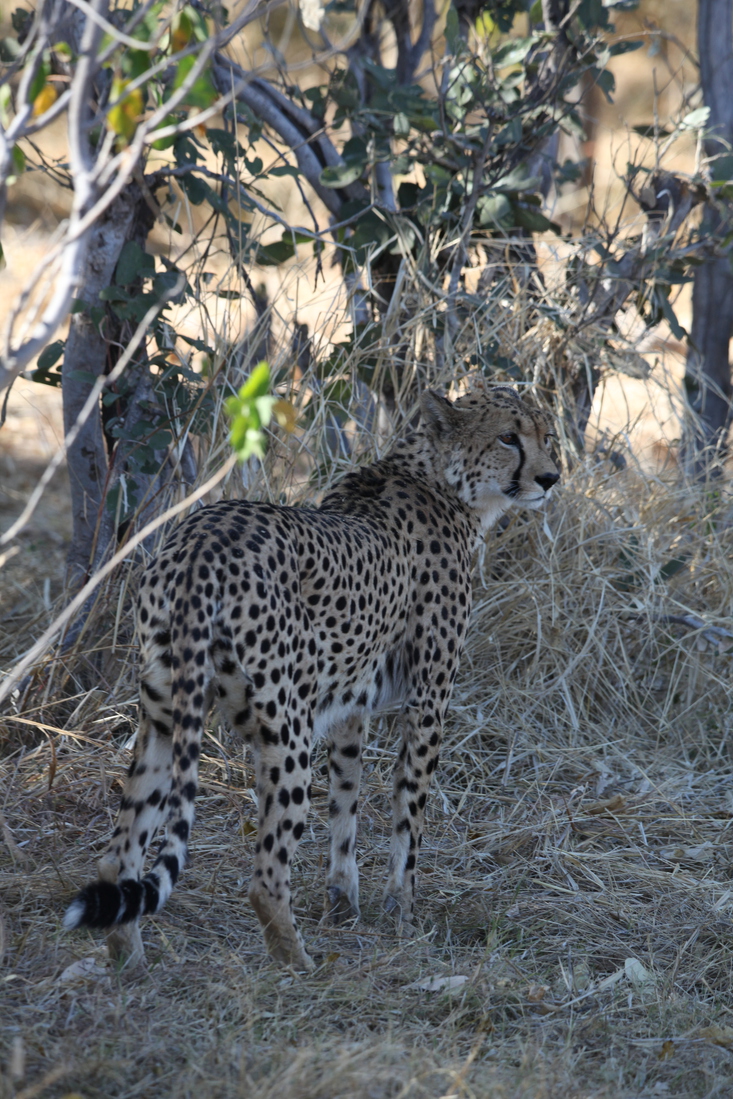 Moremi: Jachtluipaard (Acinonyx Jubatus).0374