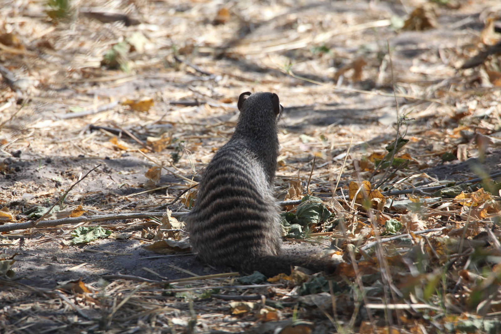 Moremi: Zebramangoeste (Mungos Mungo).0394