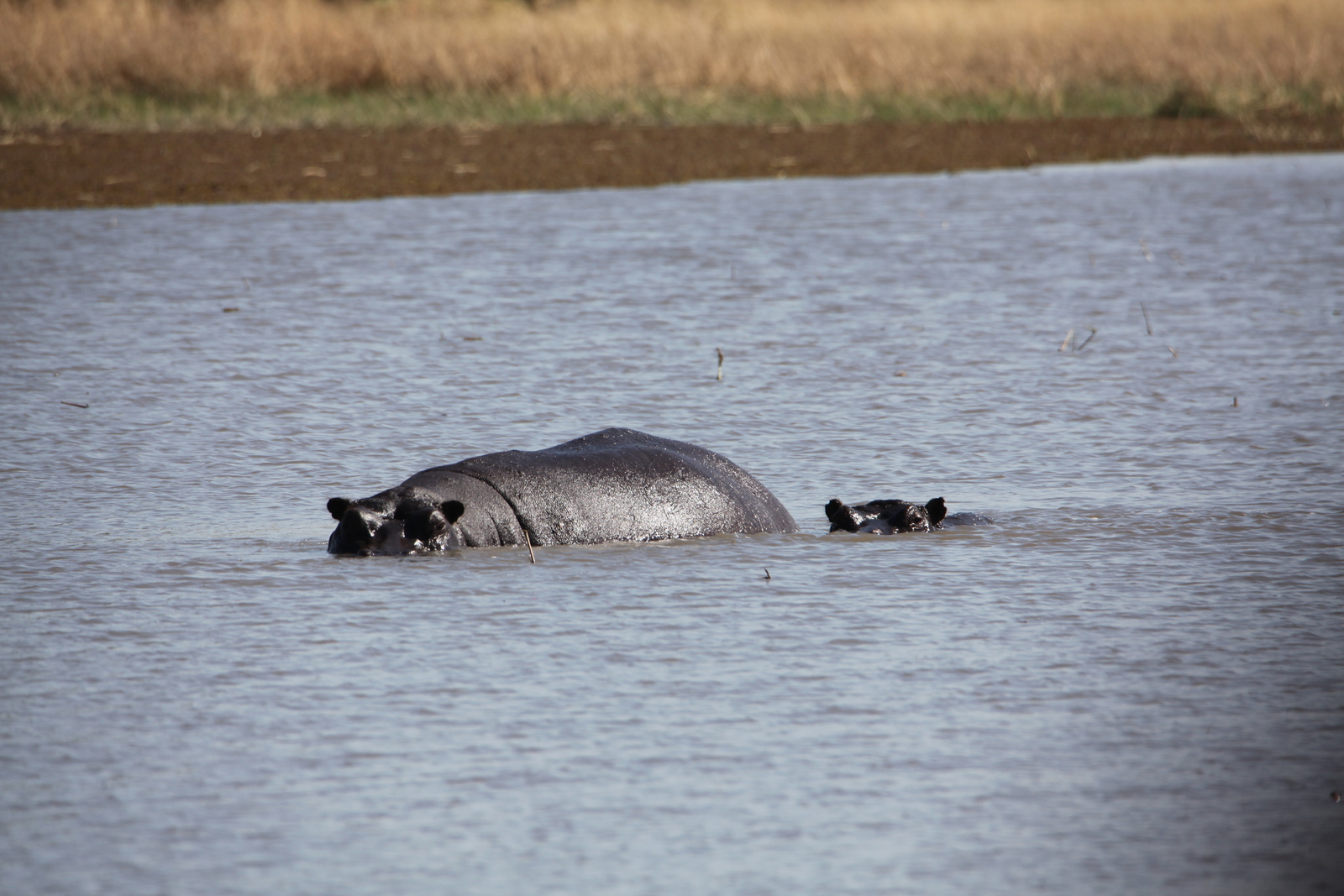 Moremi: Nijlpaard (Hippopotamus Amphibius).0396