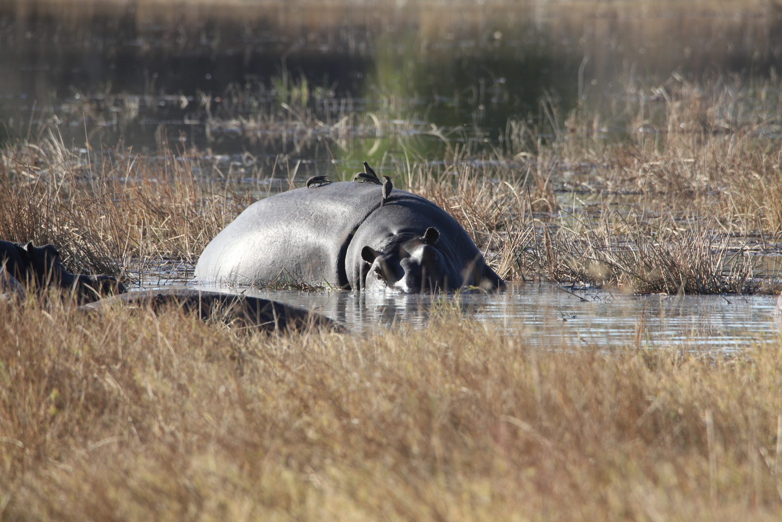 Moremi: Nijlpaard (Hippopotamus Amphibius).0407