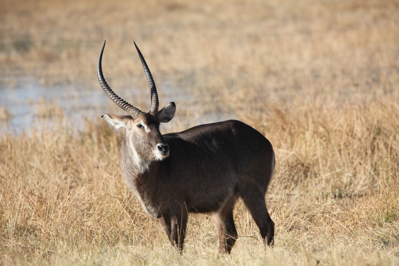 Moremi: Waterbok (Kobus Ellipsiprymnus).0402