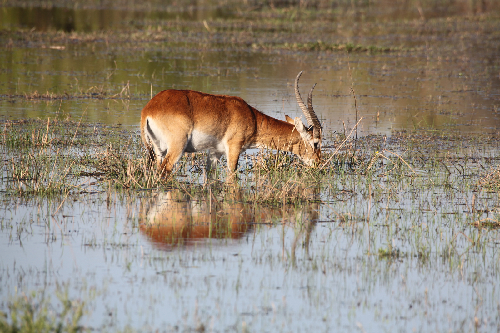 Moremi: Litschiewaterbok (Kobus Leche).0408