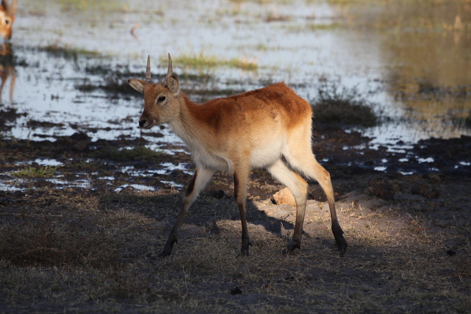 Moremi: Litschiewaterbok (Kobus Leche).0419