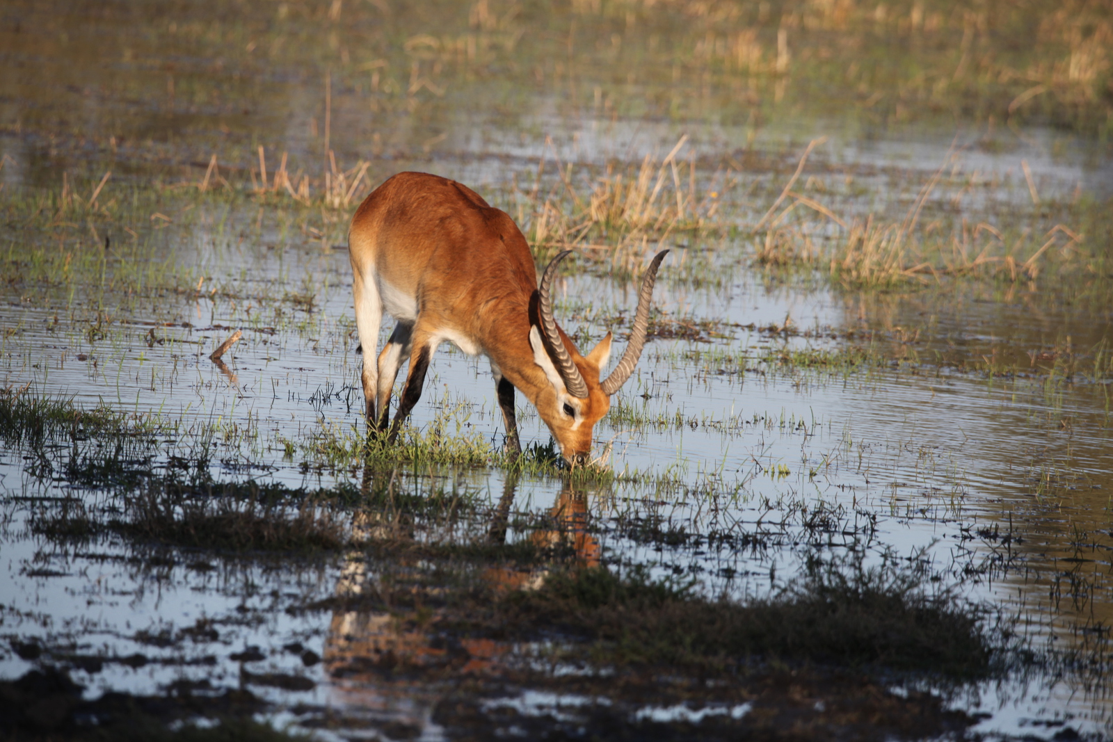 Moremi: Litschiewaterbok (Kobus Leche).0420