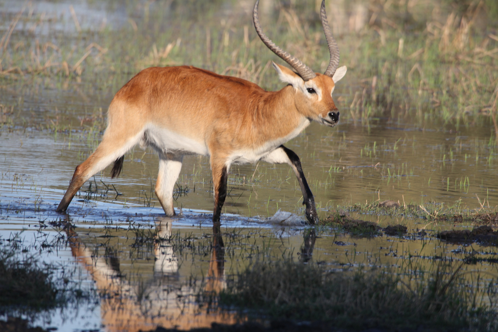 Moremi: Litschiewaterbok (Kobus Leche).0421