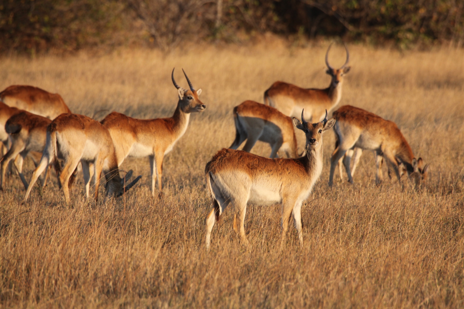 Moremi: Litschiewaterbok (Kobus Leche).0448