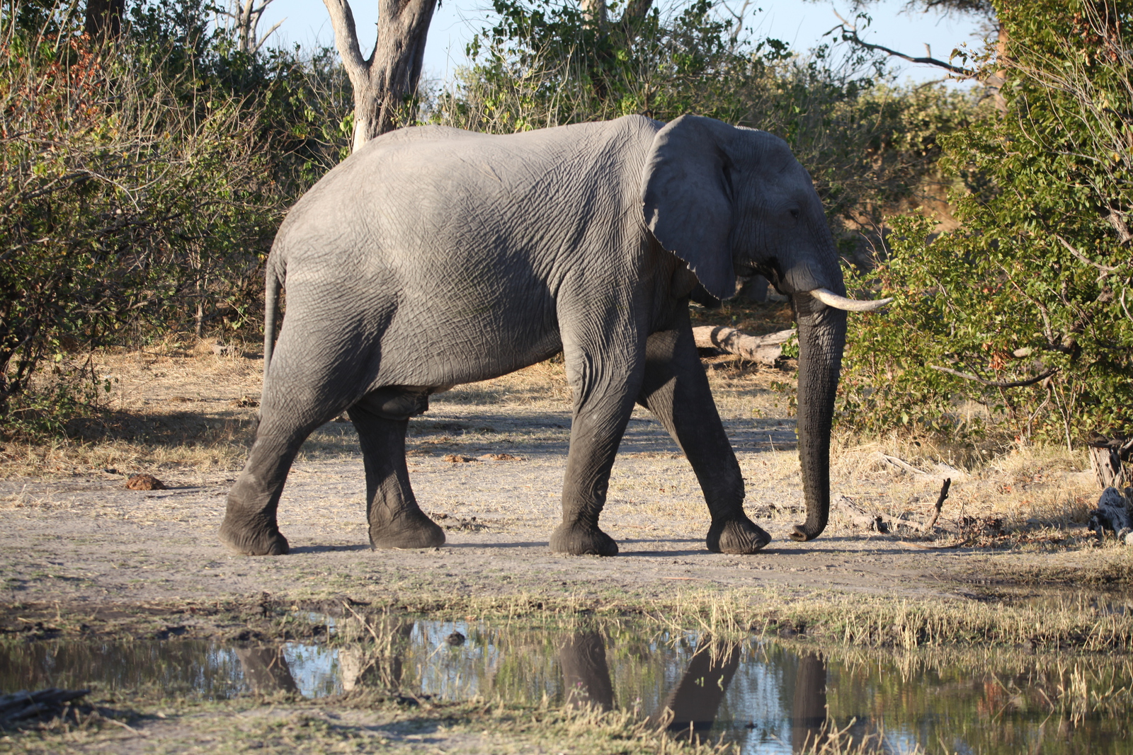 Moremi: Afrikaans Olifant (Loxodonta Africana).0425