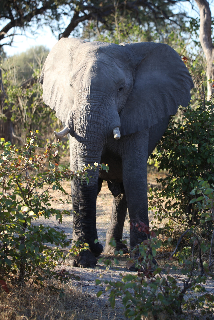 Moremi: Afrikaans Olifant (Loxodonta Africana).0427