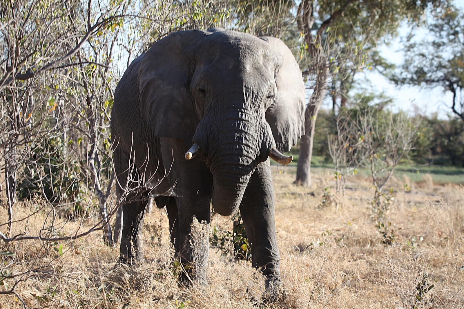 Moremi: Afrikaans Olifant (Loxodonta Africana).0496