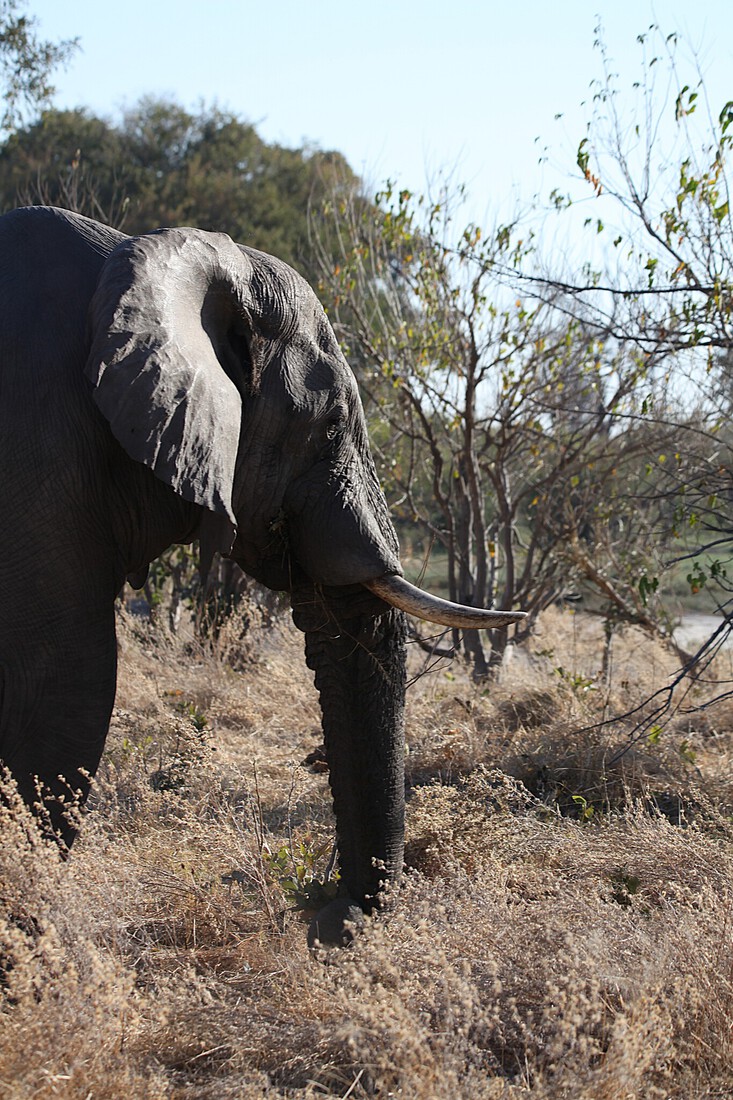 Moremi: Afrikaans Olifant (Loxodonta Africana).0497