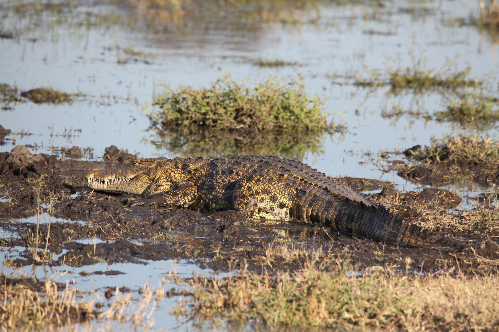 Moremi: Nijlkrokodil (Crocodylus Niloticus).0411