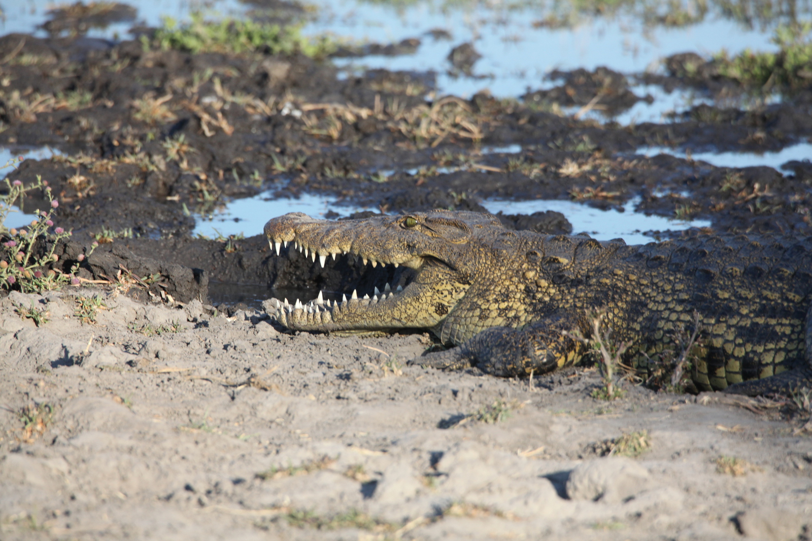 Moremi: Nijlkrokodil (Crocodylus Niloticus).0415
