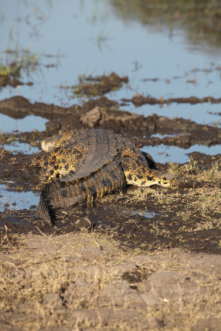 Moremi: Nijlkrokodil (Crocodylus Niloticus).0416