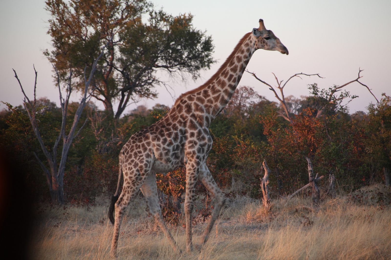 Moremi: Zuidelijke Giraffe (Giraffa Camelopardalis Giraffa).0460