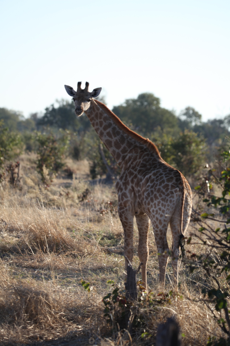 Moremi: Zuidelijke Giraffe (Giraffa Camelopardalis Giraffa).0465