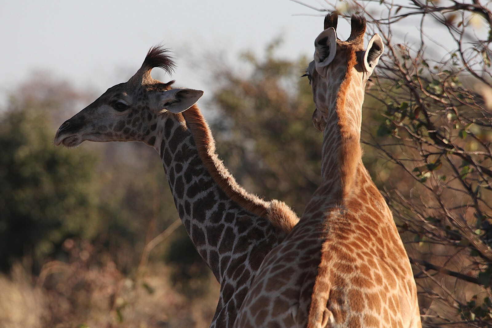 Moremi: Zuidelijke Giraffe (Giraffa Camelopardalis Giraffa).0472