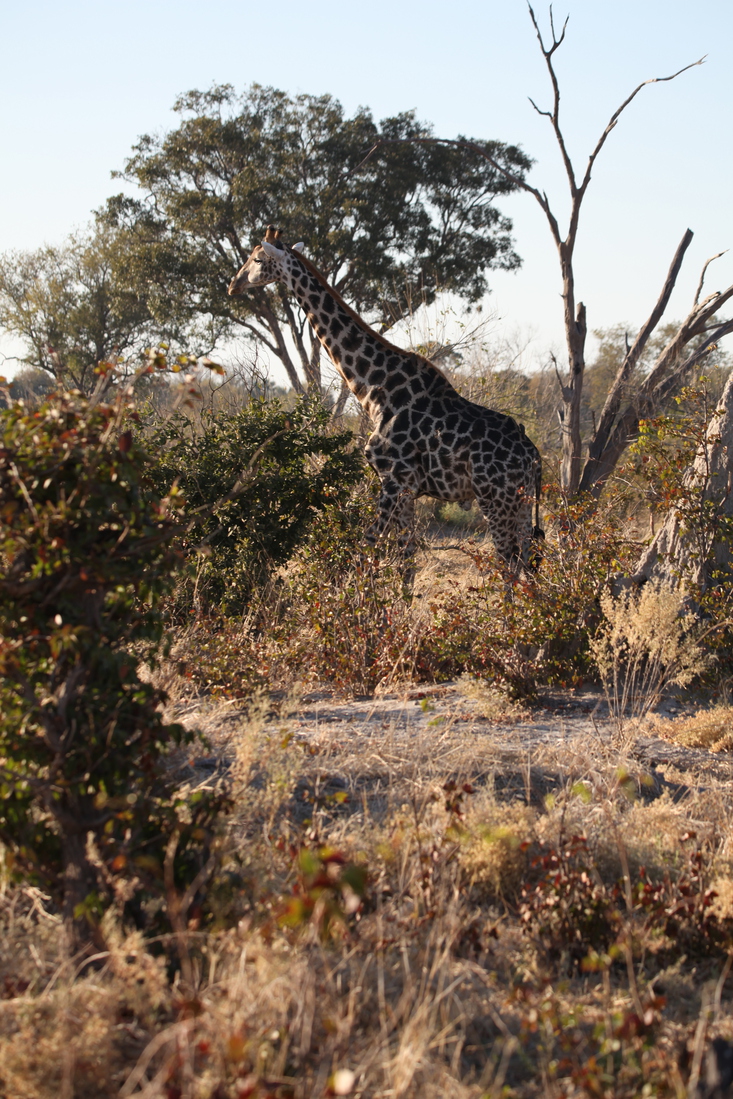 Moremi: Zuidelijke Giraffe (Giraffa Camelopardalis Giraffa).0477