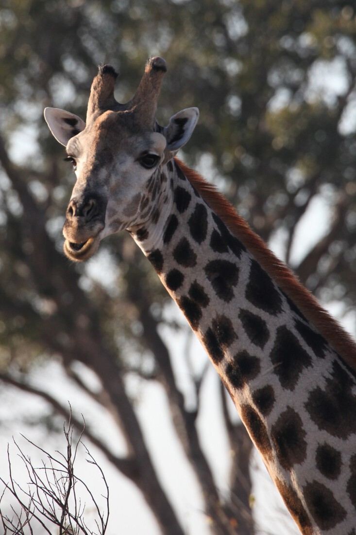 Moremi: Zuidelijke Giraffe (Giraffa Camelopardalis Giraffa).0481