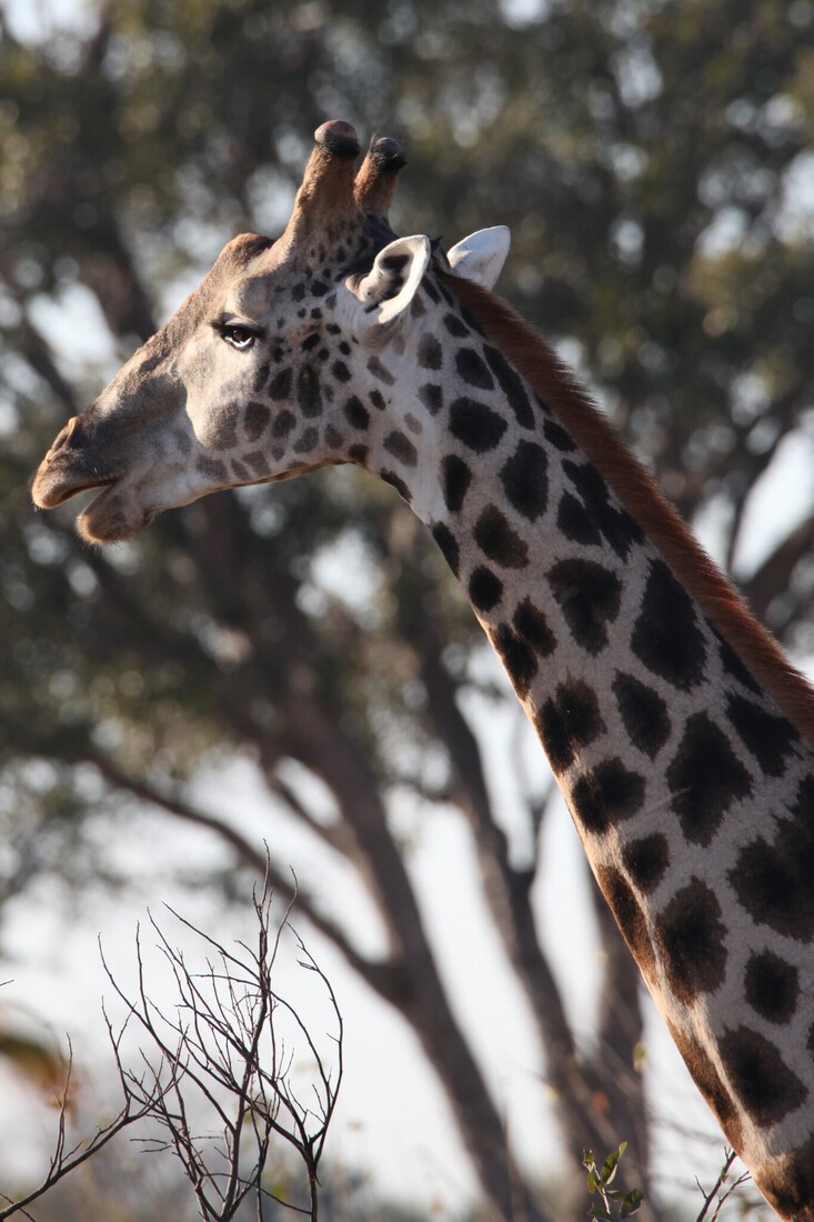 Moremi: Zuidelijke Giraffe (Giraffa Camelopardalis Giraffa).0486