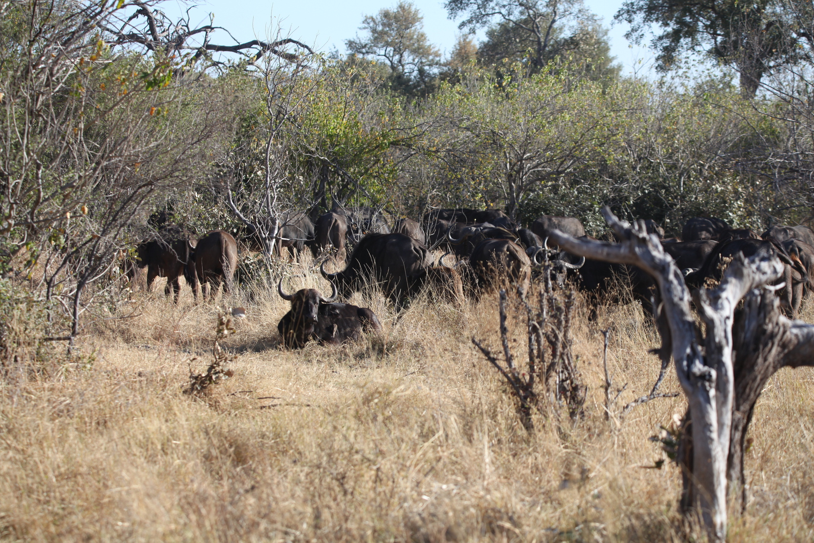Moremi: Kafferbuffel (Syncerus Caffer).0500