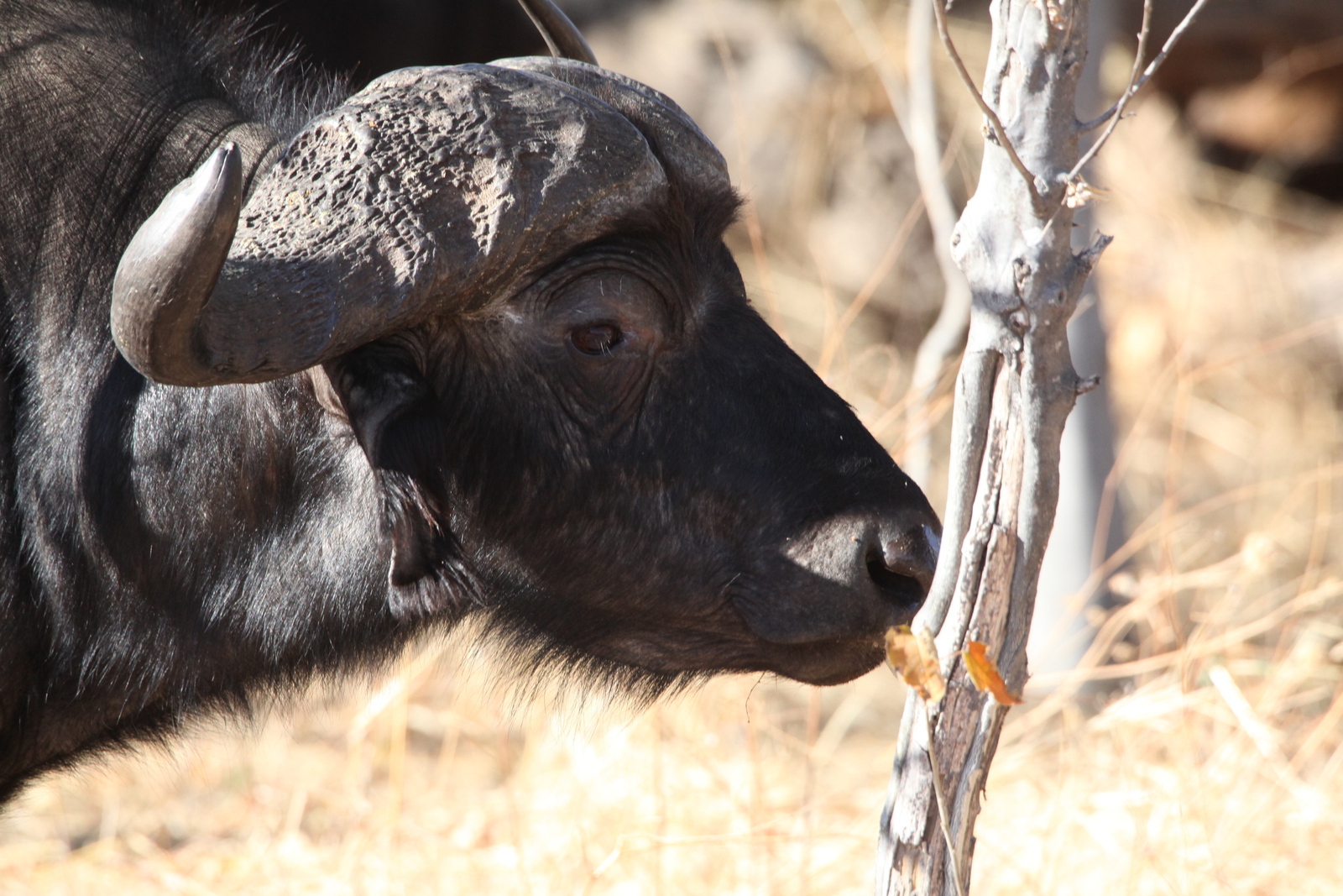 Moremi: Kafferbuffel (Syncerus Caffer).0513
