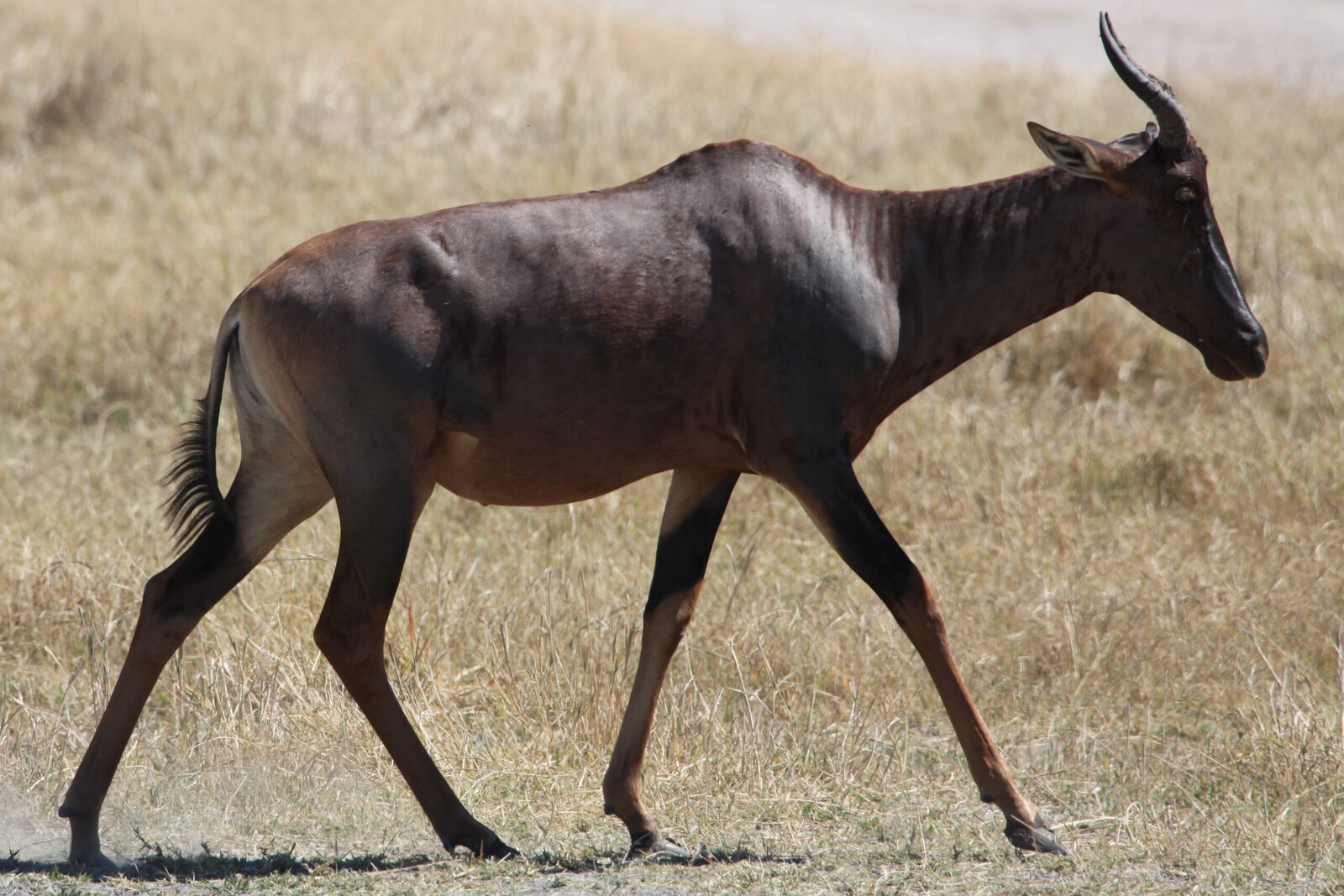 Moremi: Lierantilope (Damaliscus Lunatus).0636