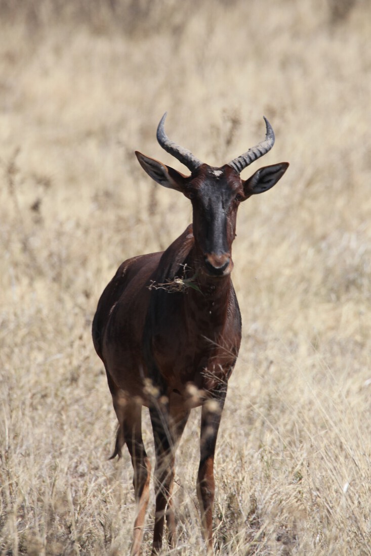 Moremi: Lierantilope (Damaliscus Lunatus).0651