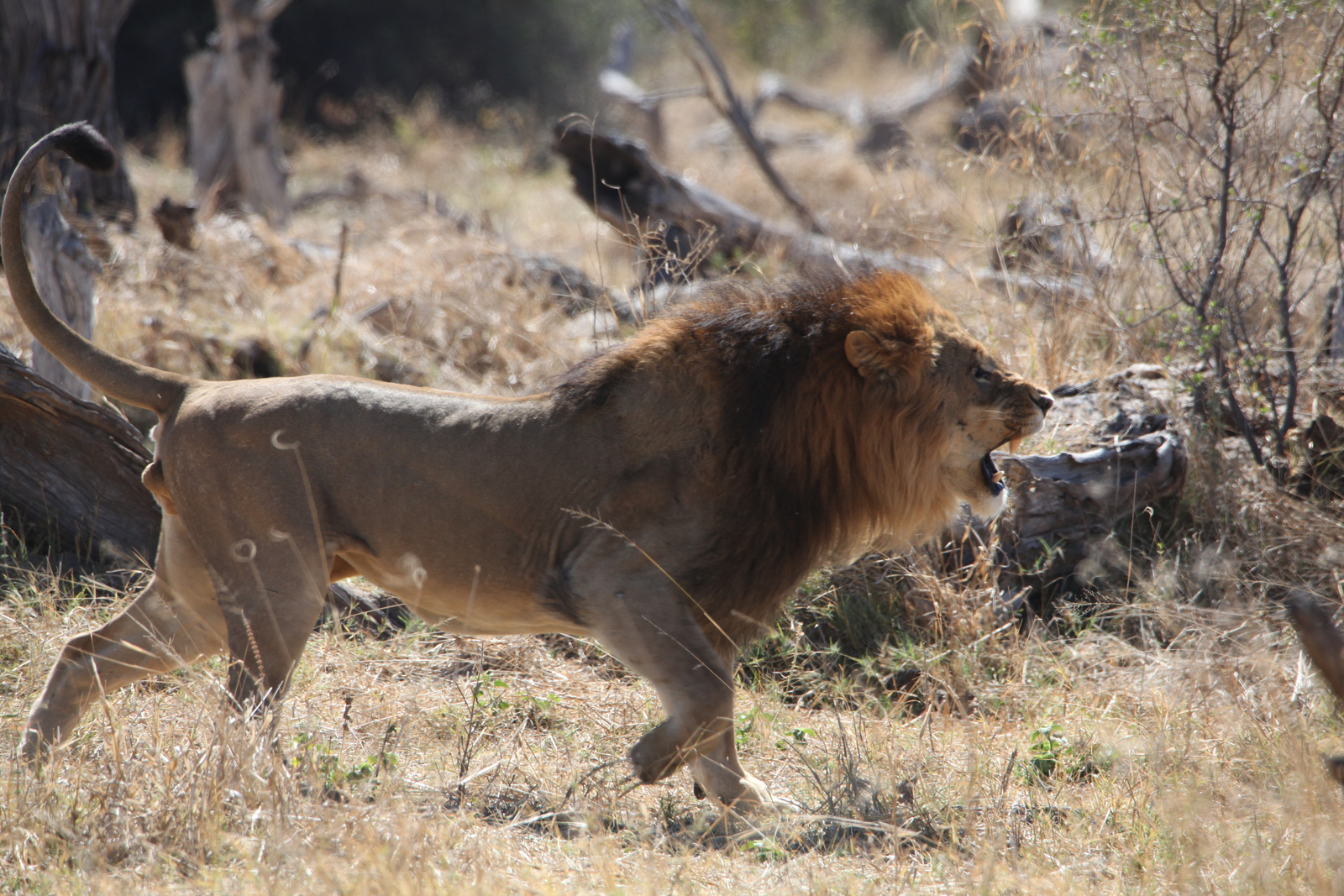 Moremi: Leeuw ( Panthera Leo).0564