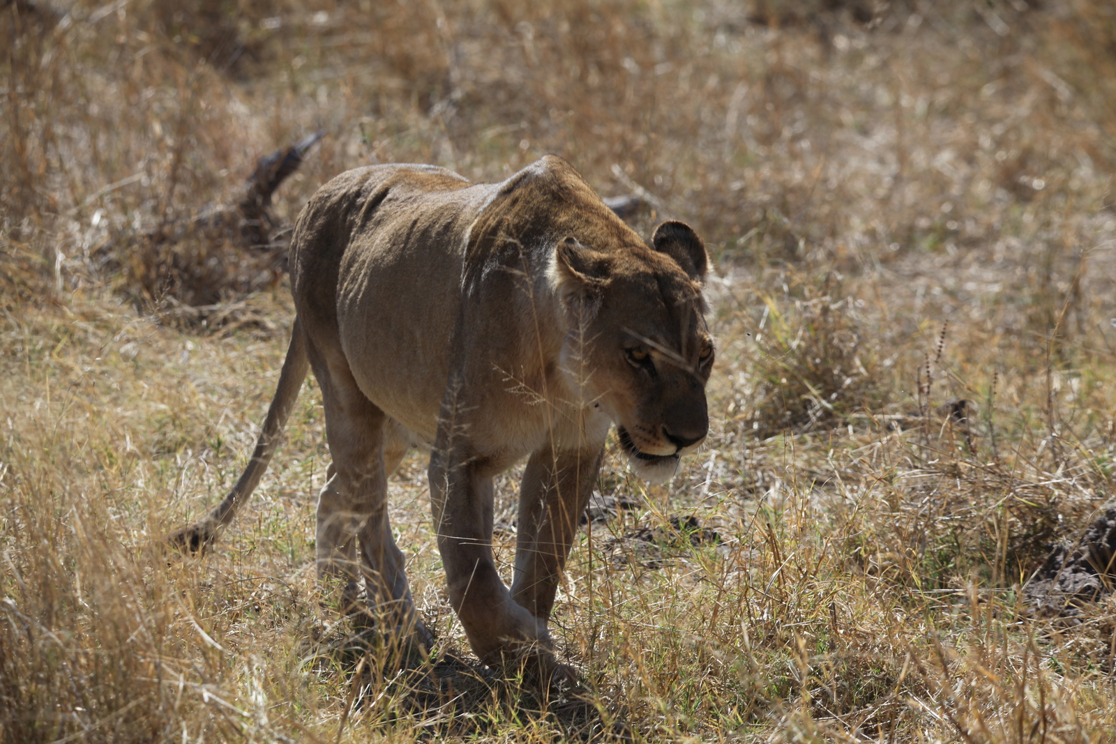 Moremi: Leeuw ( Panthera Leo).0567