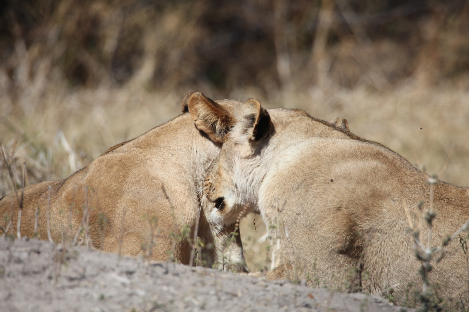 Moremi: Leeuw ( Panthera Leo).0575