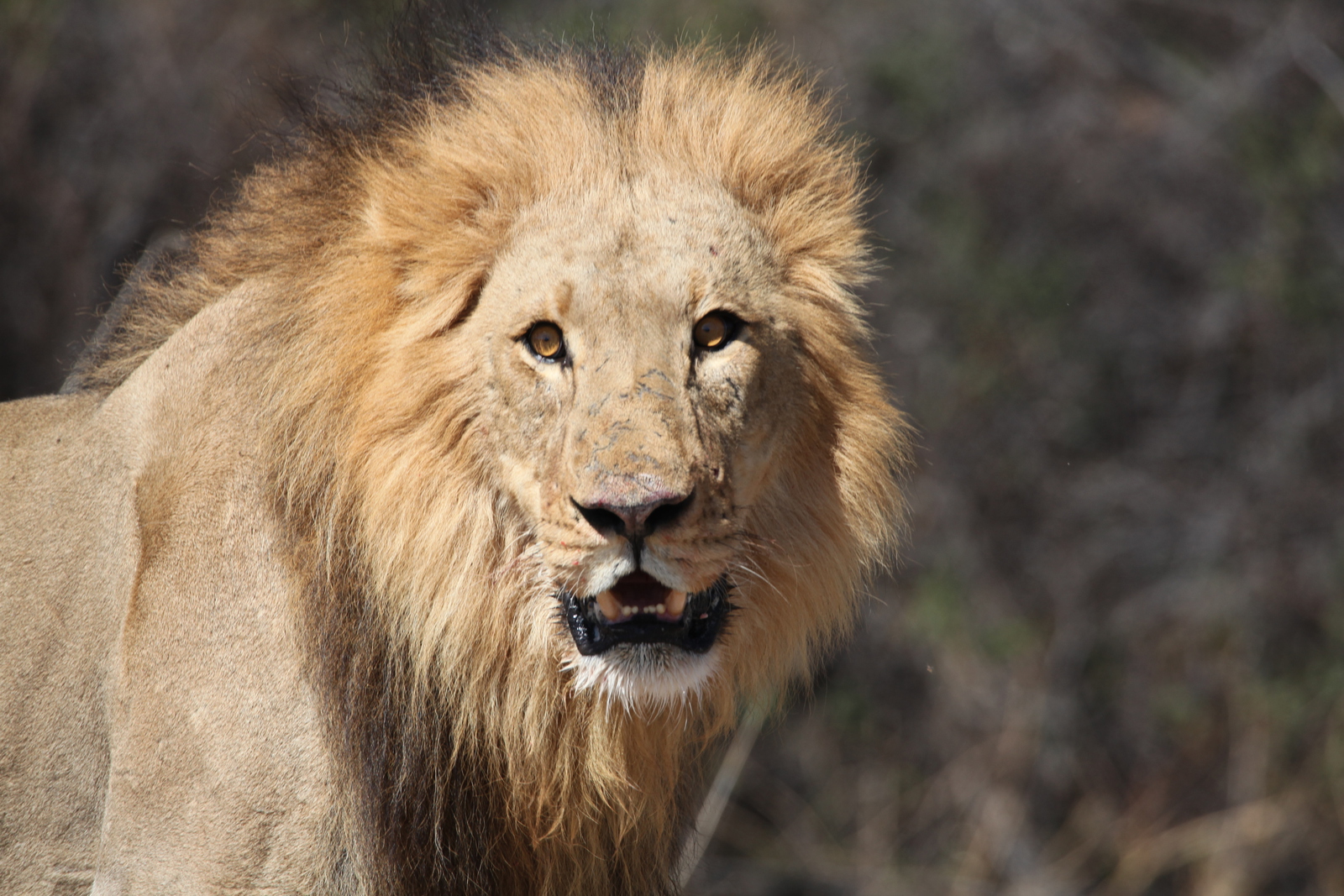 Moremi: Leeuw ( Panthera Leo).0581