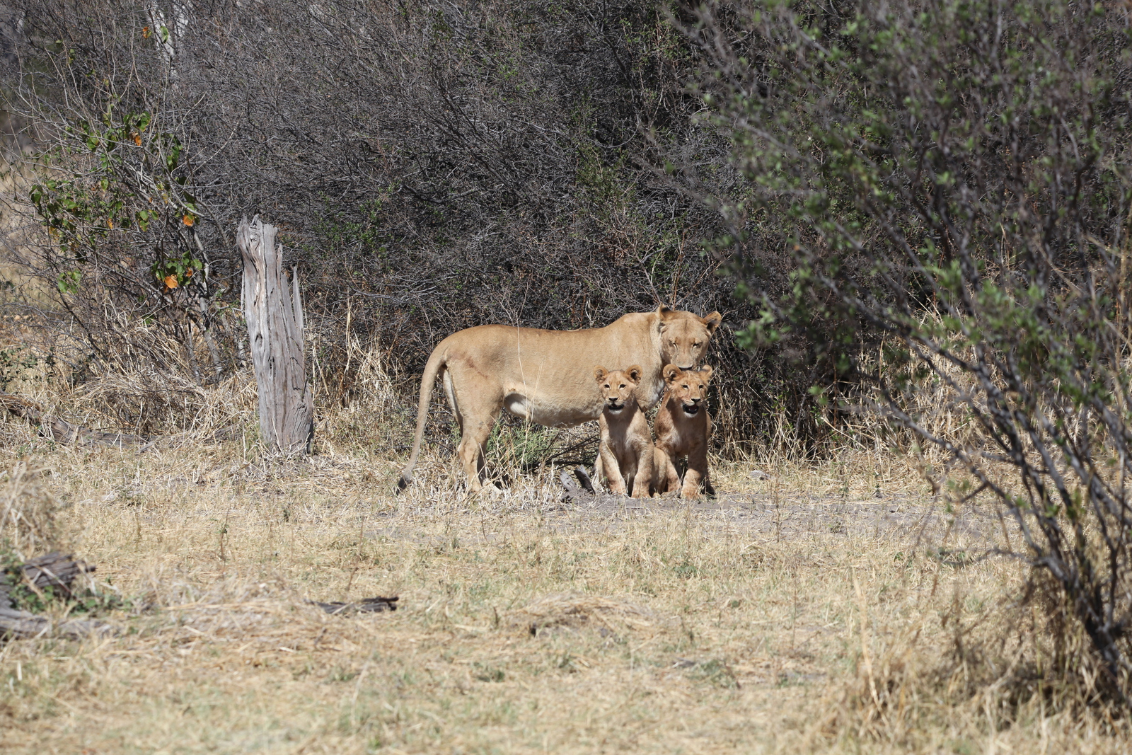 Moremi: Leeuw ( Panthera Leo).0596