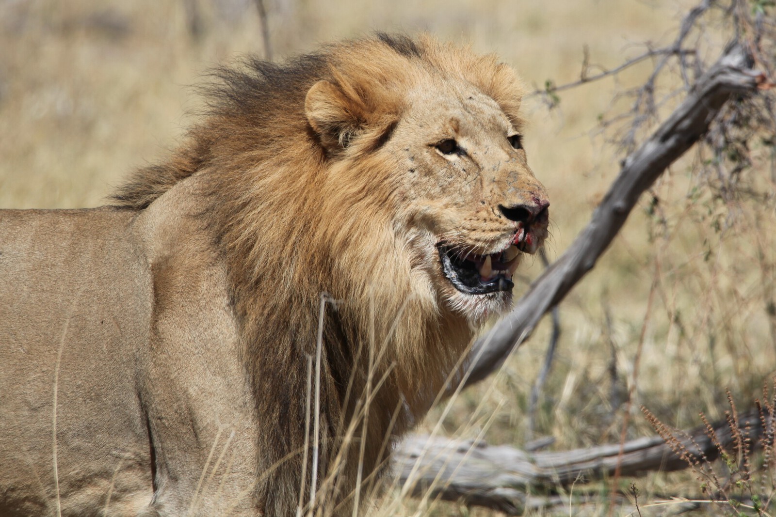Moremi: Leeuw ( Panthera Leo).0606
