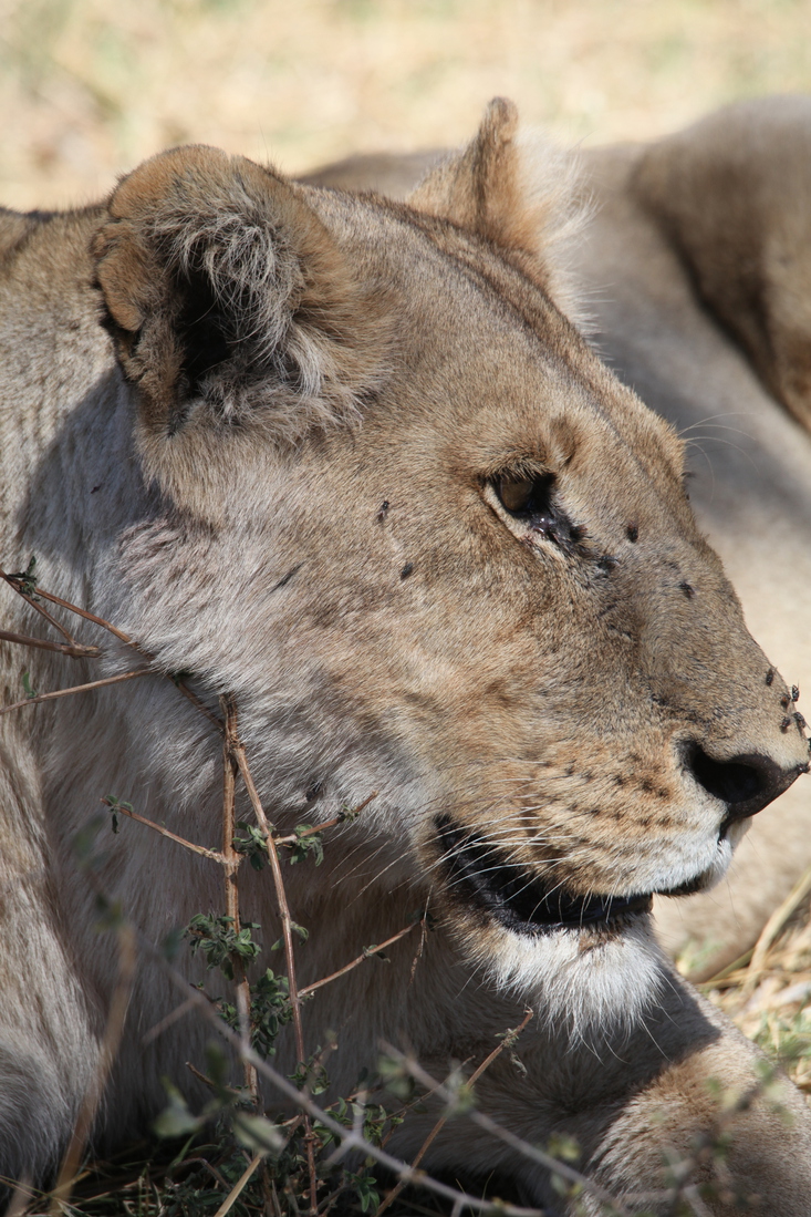 Moremi: Leeuw ( Panthera Leo).0607