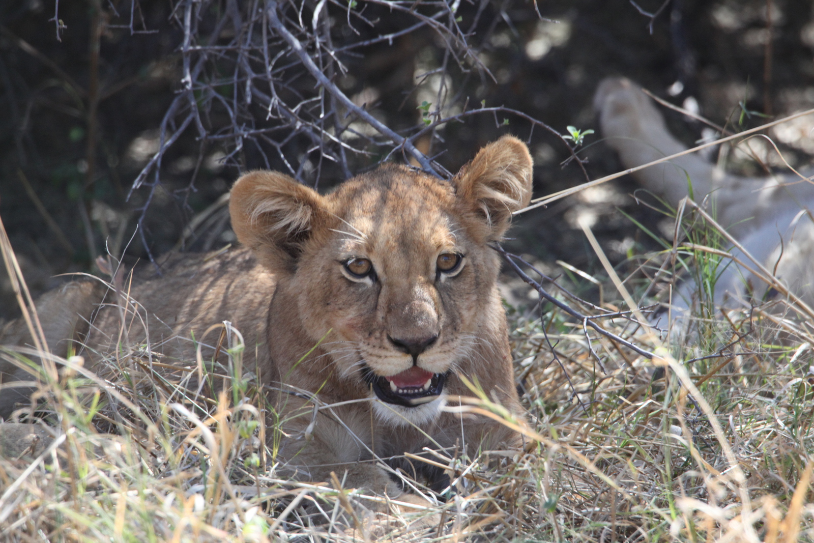 Moremi: Leeuw ( Panthera Leo).0617