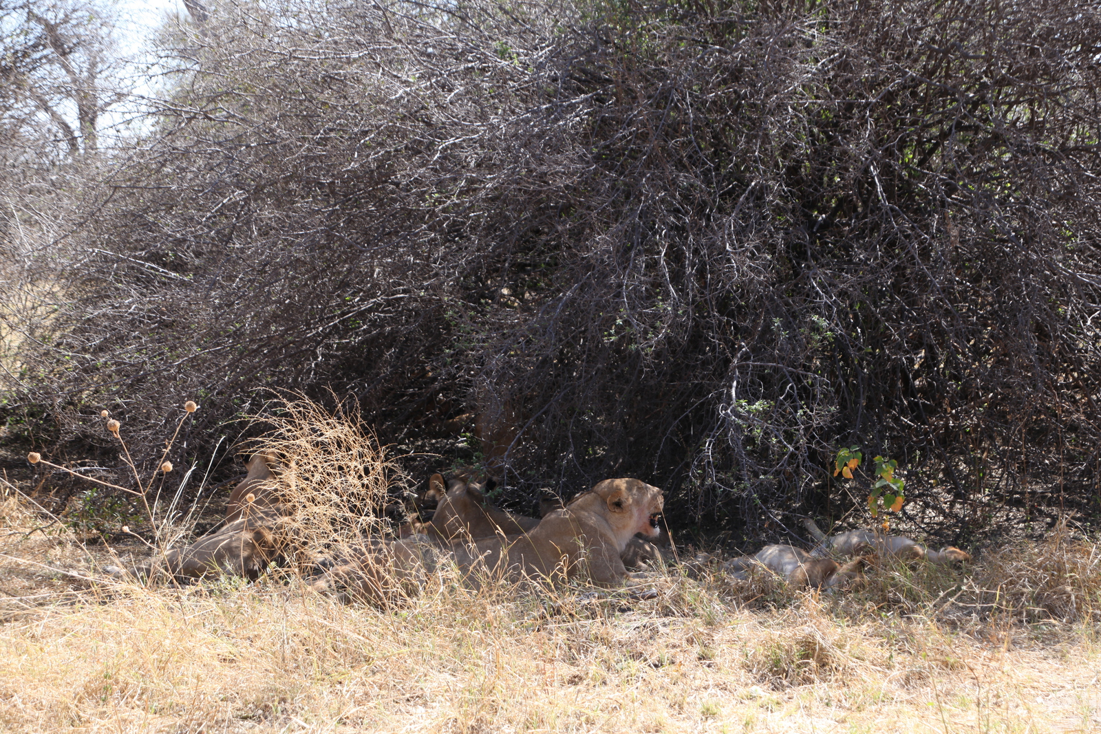 Moremi: Leeuw ( Panthera Leo).0624