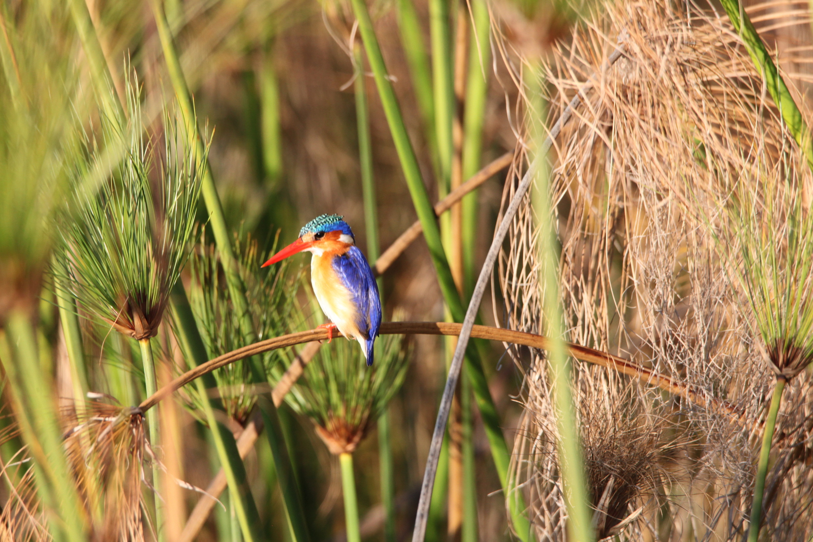 Inner Delta: Malachietijsvogel (Alcedo Cristata).0085