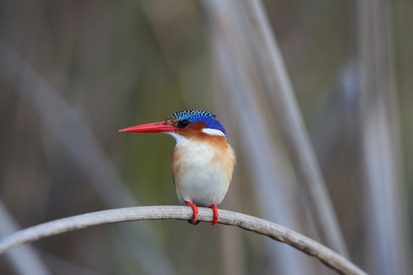 Inner Delta: Malachietijsvogel (Alcedo Cristata).0100
